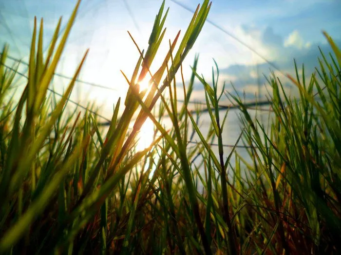 Sunlight shining through blades of grass.